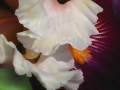 ©Jacque_Rosenau_Dark_Burgundy_Iris