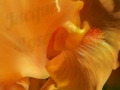 ©Jacque_Rosenau_Orange_Whip