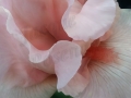 ©Jacque_Rosenau_Pink_White_Iris