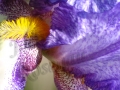 ©Jacque_Rosenau_Purple_Speckle