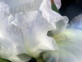 ©Jacque_Rosenau_white_Green_iris