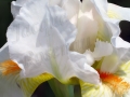©Jacque_Rosenau_White_Orange_Iris