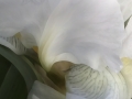 ©Jacque_Rosenau_White_Iris
