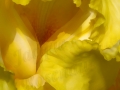 ©Jacque_Rosenau_Yellow_Iris_V