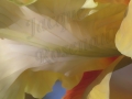 ©Jacque_Rosenau_Yellow_H_iris