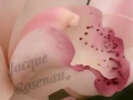 ©Jacque_Rosenau_Baby_Orchid
