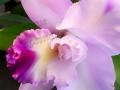 ©Jacque_Rosenau_Baby_Pink_speckled