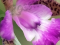 ©Jacque_Rosenau_Bubbies_orchid
