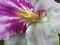 ©Jacque_Rosenau_Como_Close_Up