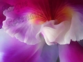 ©Jacque_Rosenau_Corsage_Swirl