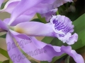 ©Jacque_Rosenau_Lavender_catt