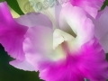 ©Jacque_Rosenau_Prom-orchid