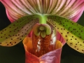 ©Jacque_Rosenau_Striped-orchid_red_striped_paphiopedilum