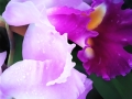 ©Jacque_Rosena_wet-fushia