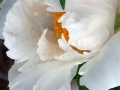 ©Jacque_Rosenau_New_Peony_2