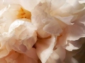 ©Jacque_Rosenau_Peach_Peony