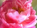 ©Jacque_Rosenau_California_Peony