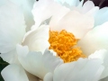 ©Jacque_Rosenau_new_peony2