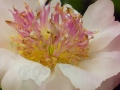 ©Jacque_Rosenau_oriental_Peony