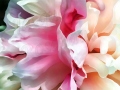 ©Jacque_Rosenau_Pink_Rufflle_Peony