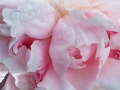 ©Jacque_Rosenau_Red_Swirl