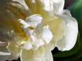 ©Jacque_Rosenau_soft_Butter_Peony