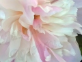 ©Jacque_Rosenau_Tender_Pink_Peony