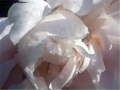 ©Jacque_Rosenau_Wet_Peony