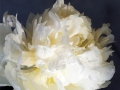©Jacque_Rosenau_White_Gray_Peony