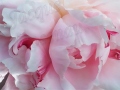Peony-red-swirl