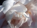 Peony-wet-pink