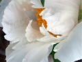 new-peony2