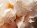peonie-peach