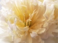 peony-open-butter
