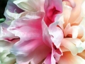 peony-pink-ruffle
