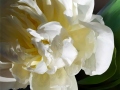 peony-soft-butter