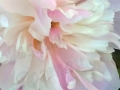 peony-tender-pink