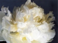 peony-white-gray