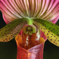 red stripe paph